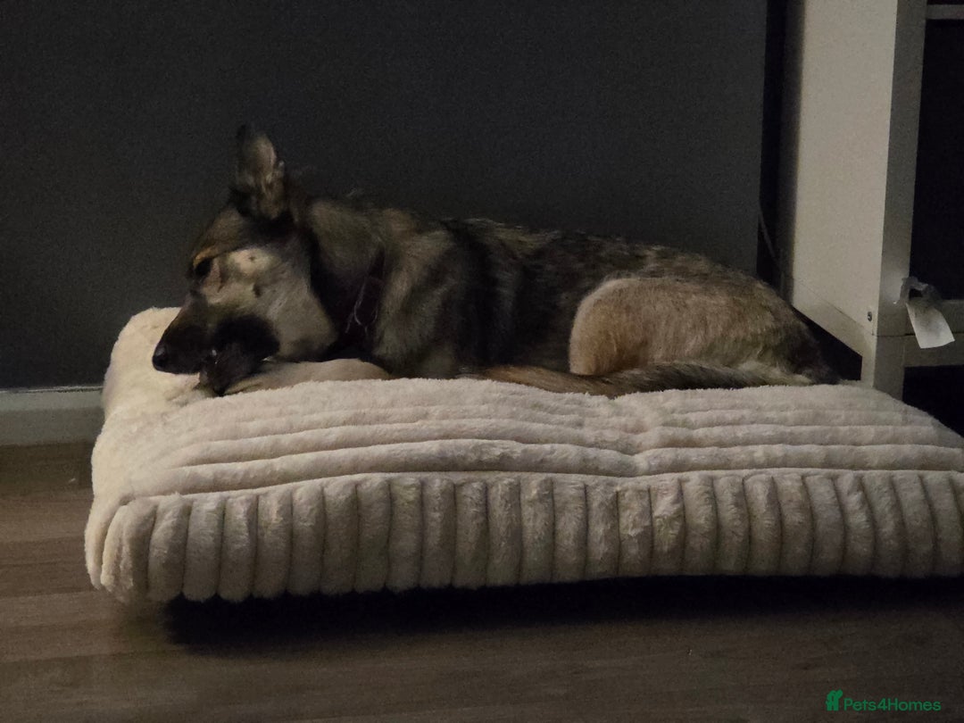 German Shepherd dogs for sale: 2 yr old German Shepherd female  - Advert 1