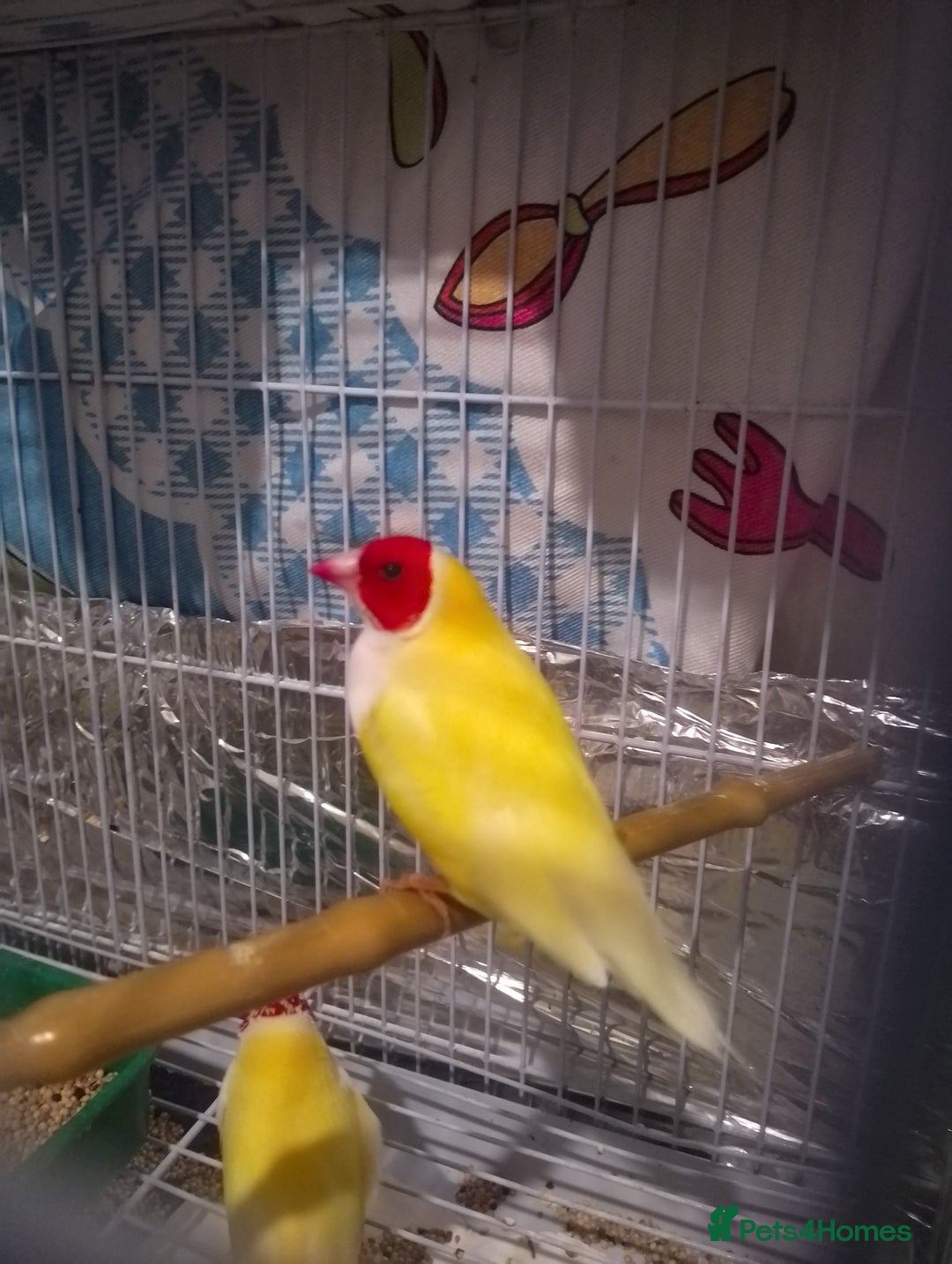 Finches birds for sale: Gouldian finches for sale  - Image 8