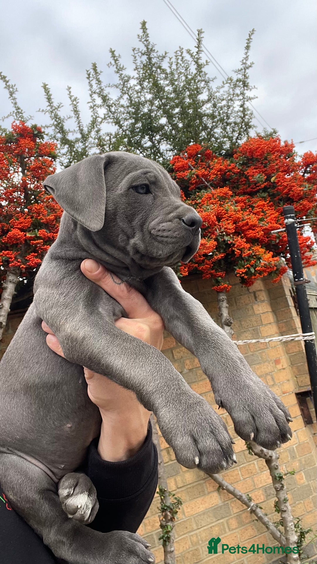 Cane Corso dogs for sale: Cane corso puppies 9 weeks old - Image 14