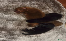 Pomeranian dogs for sale: Pomeranian puppies - Image 4