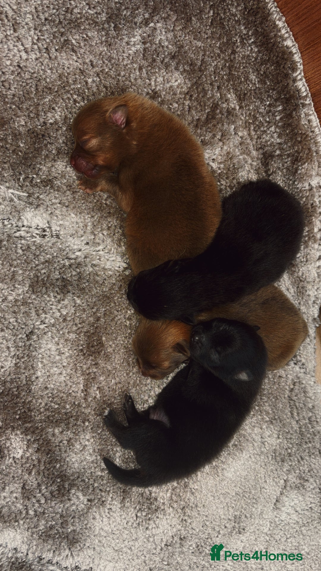 Pomeranian dogs for sale: Pomeranian puppies - Image 4