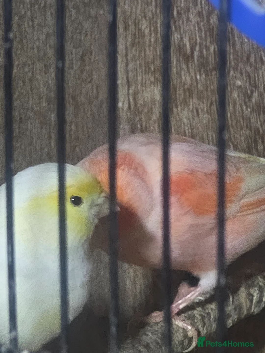 Budgerigars birds for sale: Proven Pair of lutino budgies (yellow) + canaries - Advert 5