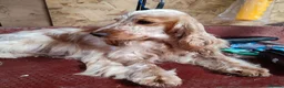 Cocker Spaniel dogs for sale: Quality show type puppies by Mango  - Advert 4