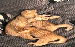 British Shorthair cats for sale: Golden bsh black tip  - Image 6