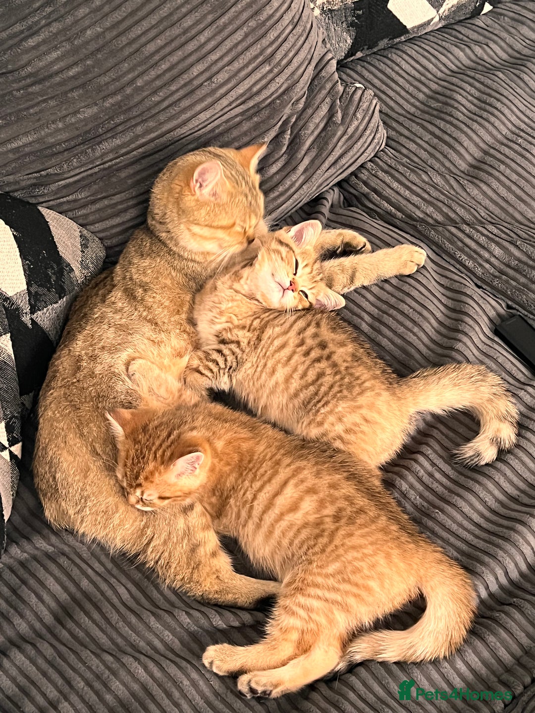 British Shorthair cats for sale: Golden bsh black tip  - Image 6