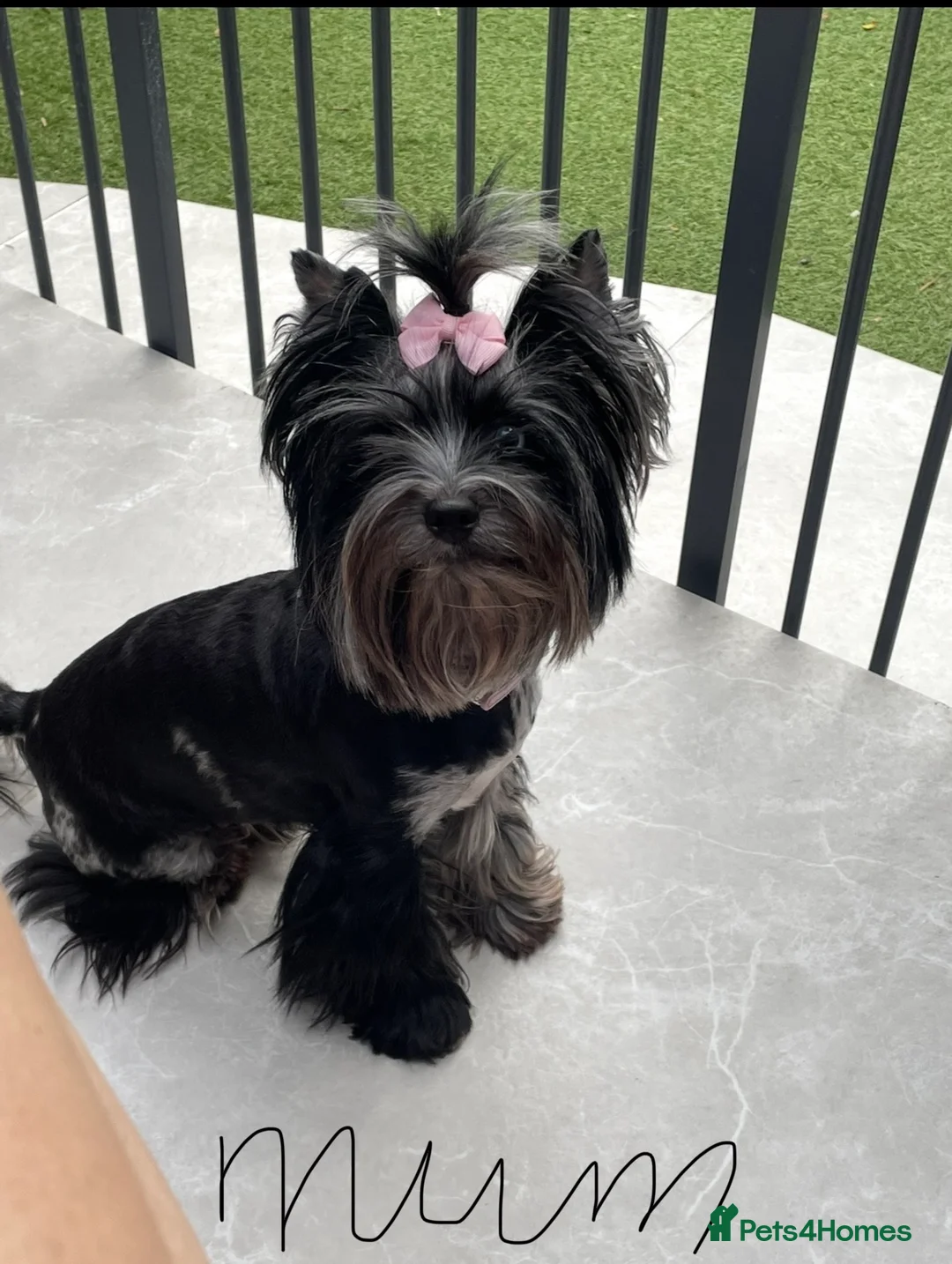 Yorkshire Terrier dogs for sale: pedigree yorkshire terrier ‼️‼️ - Advert 18