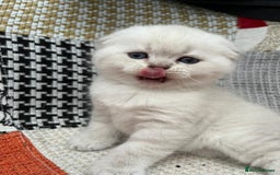 Scottish Fold cats for sale: Scottish Fold Kittens. Vaccinated, Last one left! - Image 11