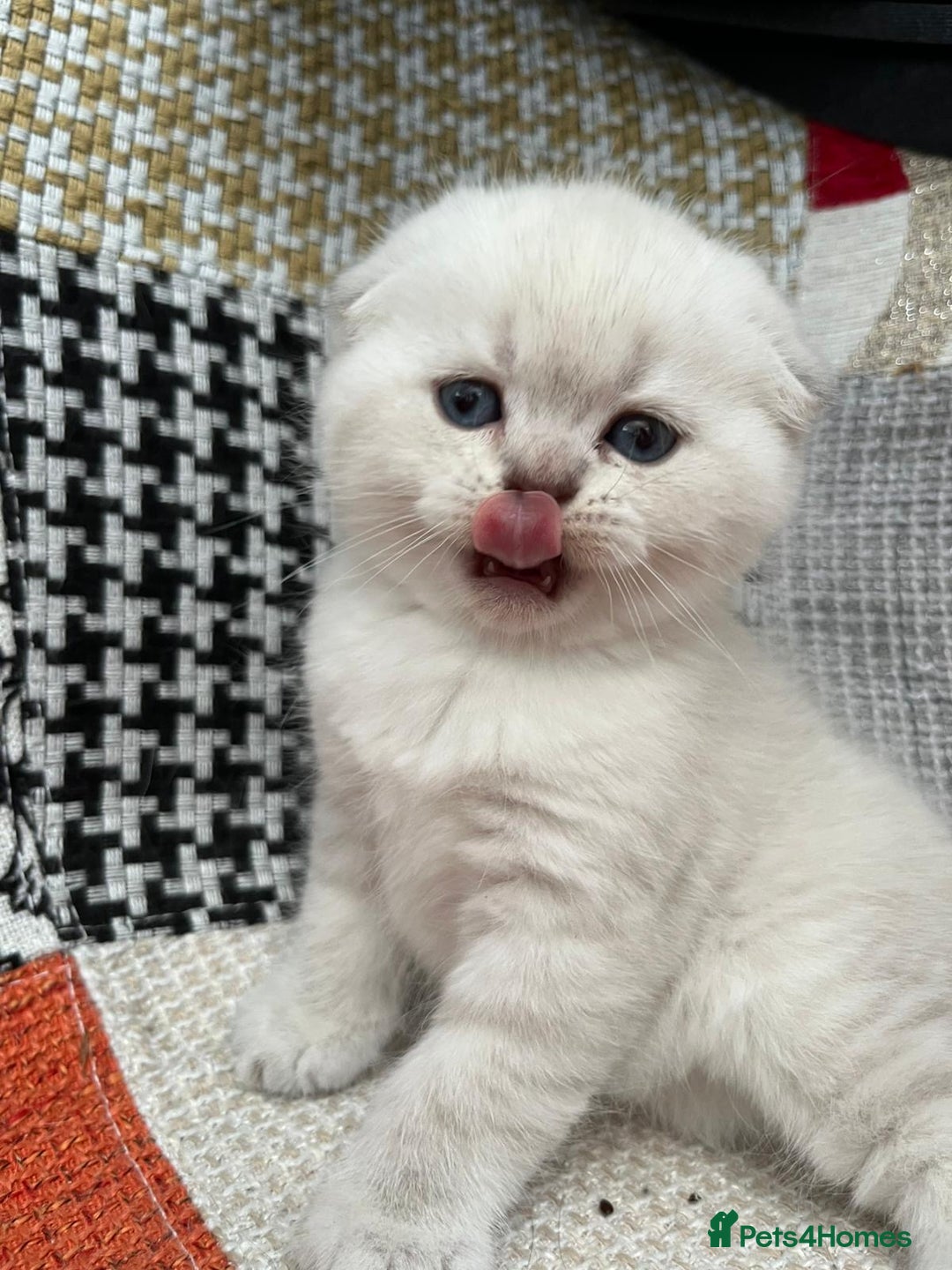 Scottish Fold cats for sale: Scottish Fold Kittens. Vaccinated, Last one left! - Image 11