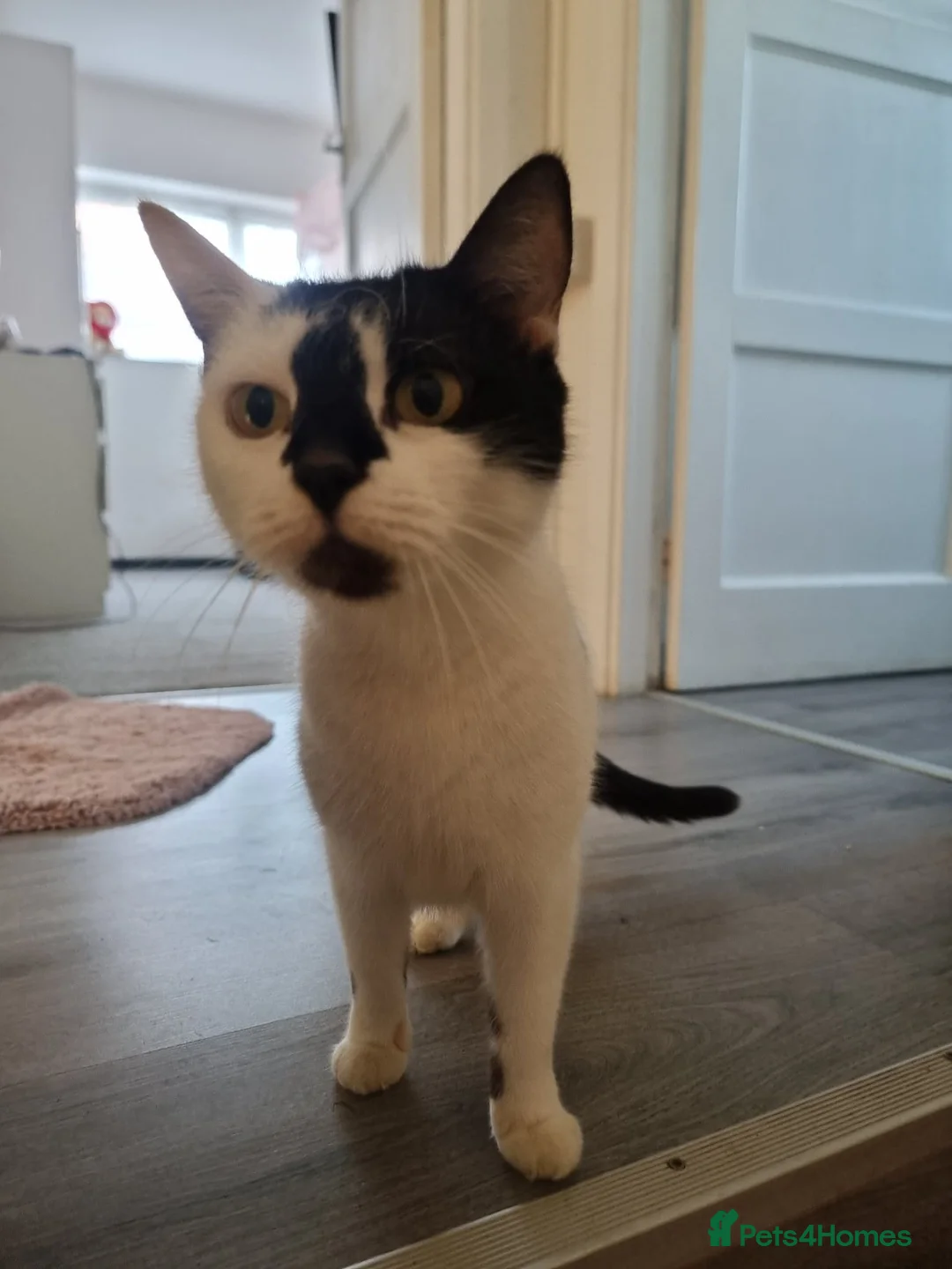 Mixed Breed cats for sale: Beautiful kittens  in Crewe - Advert 1