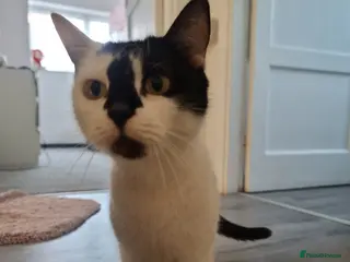 Mixed Breed cats Beautiful kittens - Advert 1