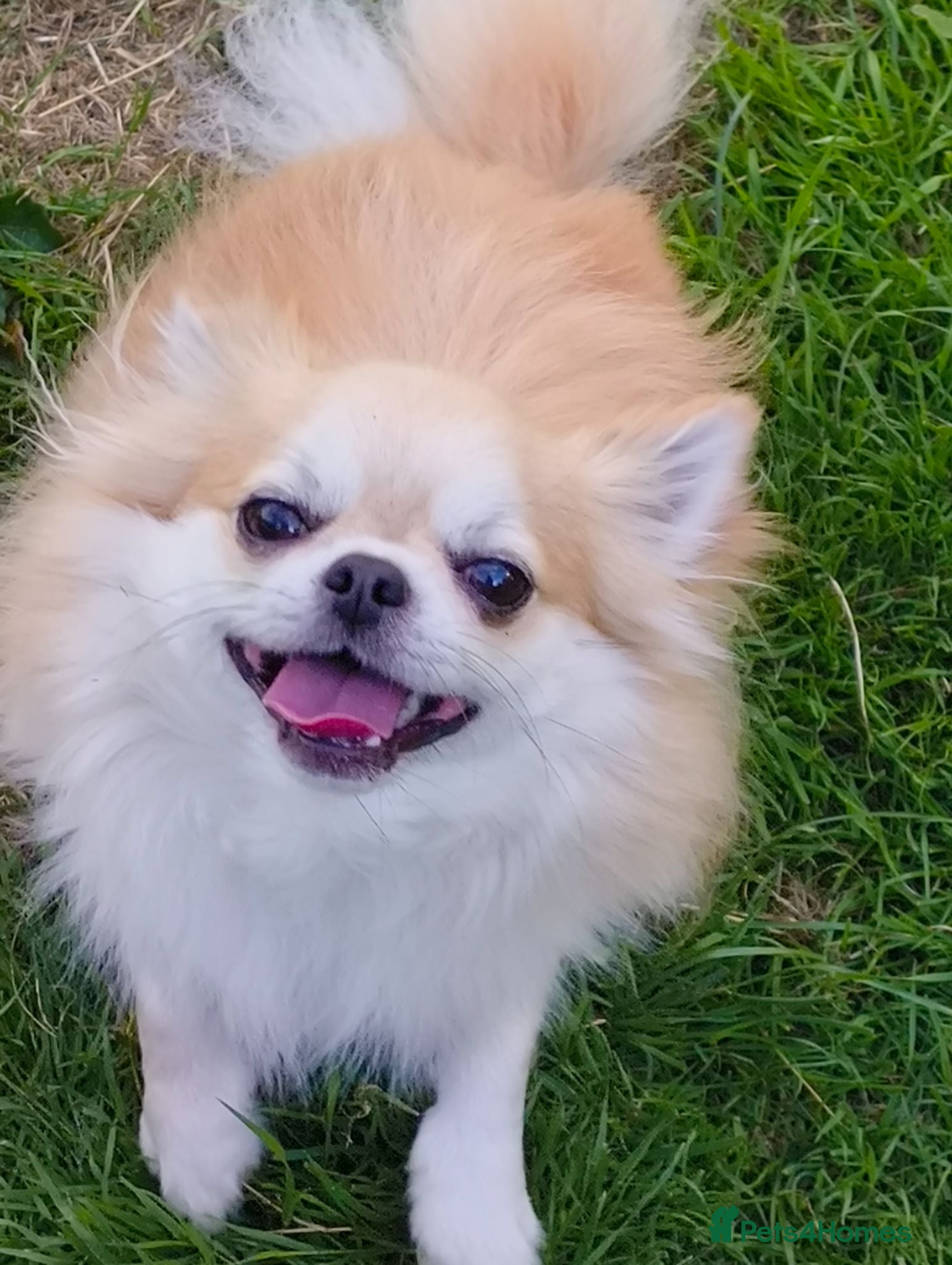 Chihuahua dogs Handsome Teddy , KC long haired for stud duties  - Advert 8