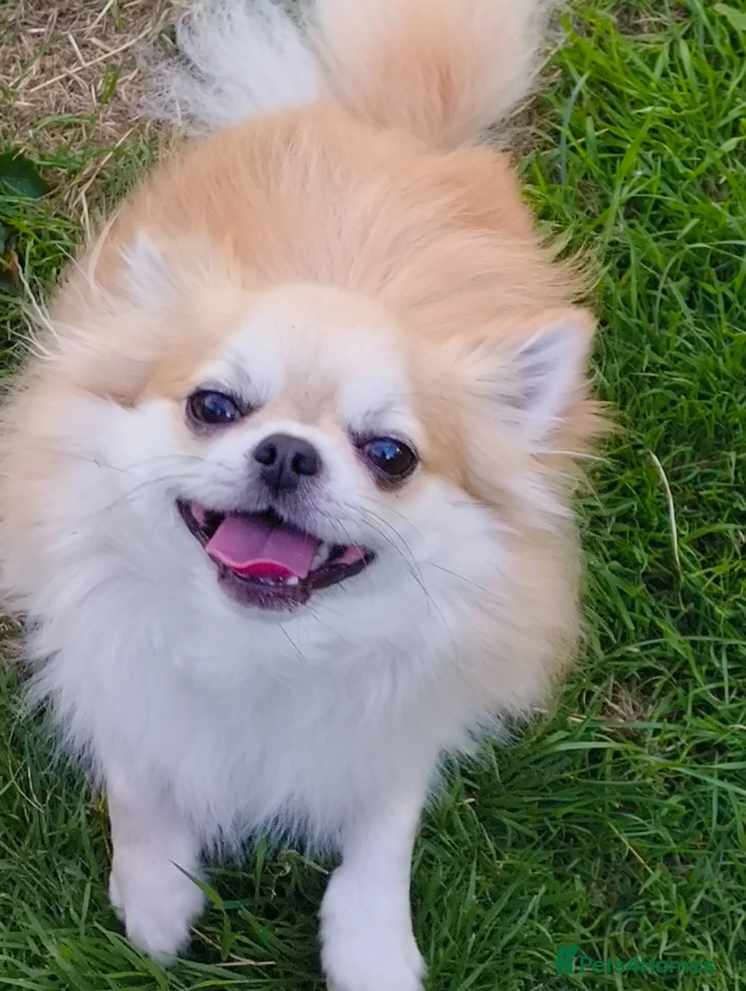 Chihuahua dogs for stud: Handsome Teddy , KC long haired for stud duties  - Advert 1
