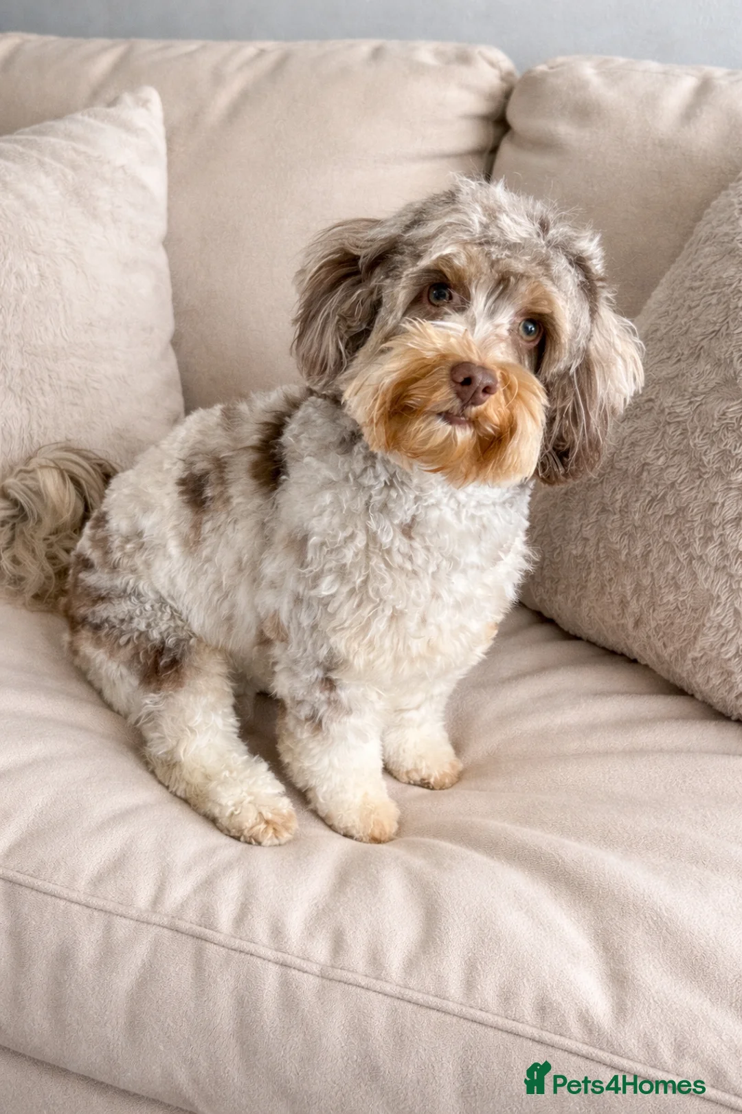 Cockapoo dogs for sale: Cockapoo Puppies For Sale  - Advert 1