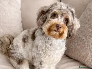 Cockapoo dogs Cockapoo Puppies For Sale - Advert 7