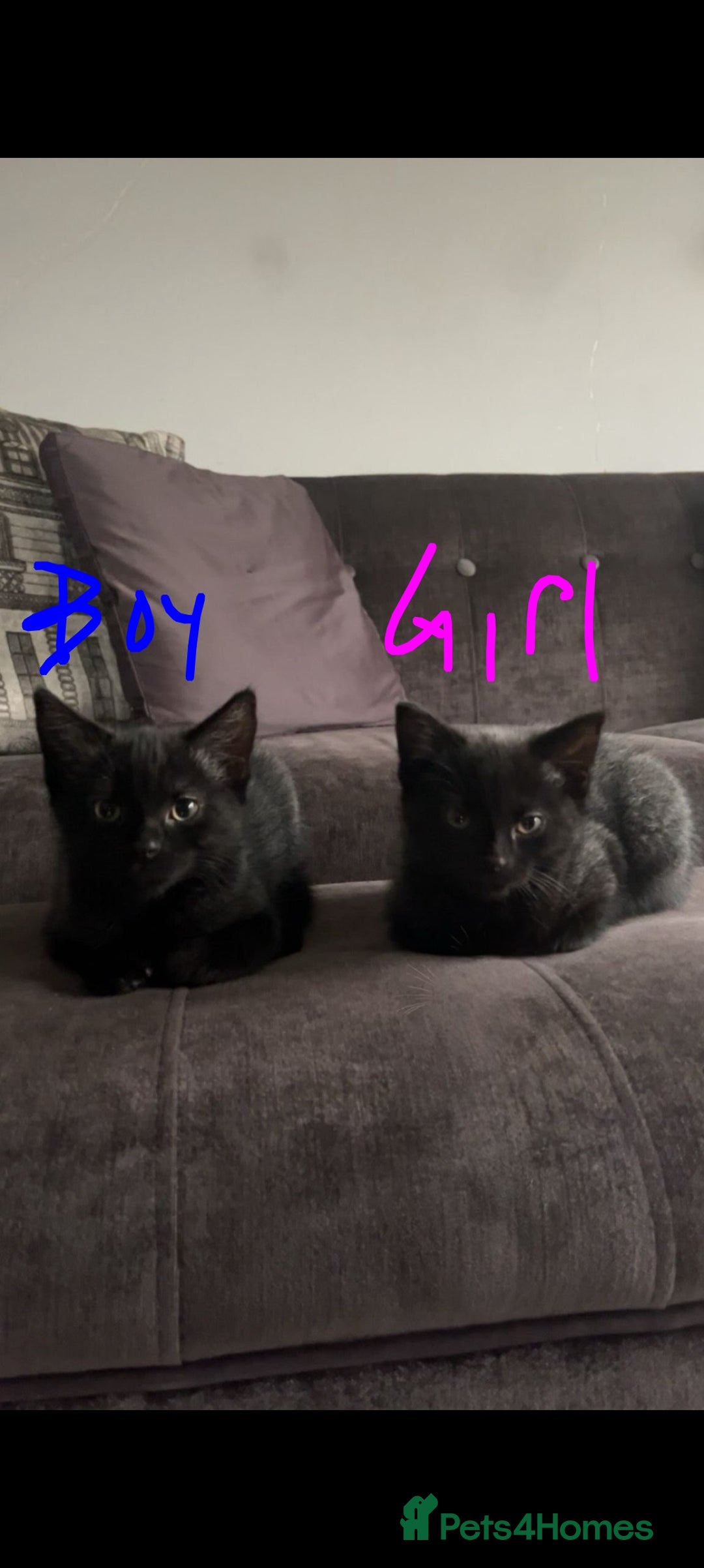 Mixed Breed cats for sale: British longhair X mixed breed  - Advert 4