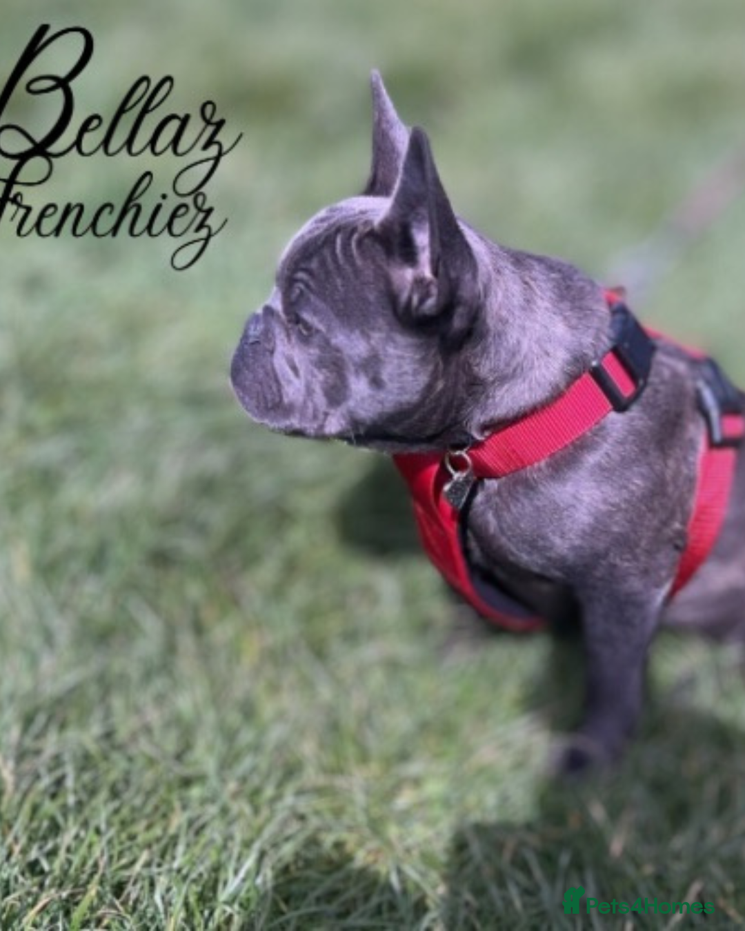 French Bulldog dogs for sale: KC REG QUALITY FRENCH BULLDOG PUPPIES! - Image 7