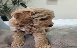 Cockapoo dogs for sale: Sweet boy cockapoo - Advert 6