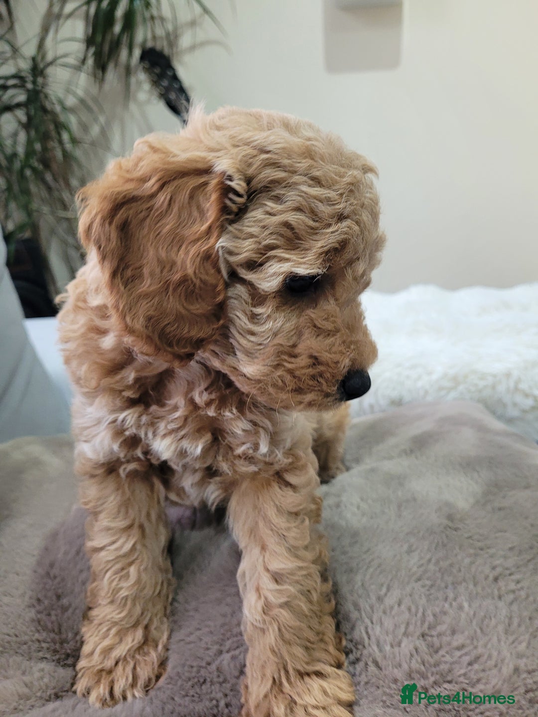 Cockapoo dogs for sale: Sweet boy cockapoo - Advert 6