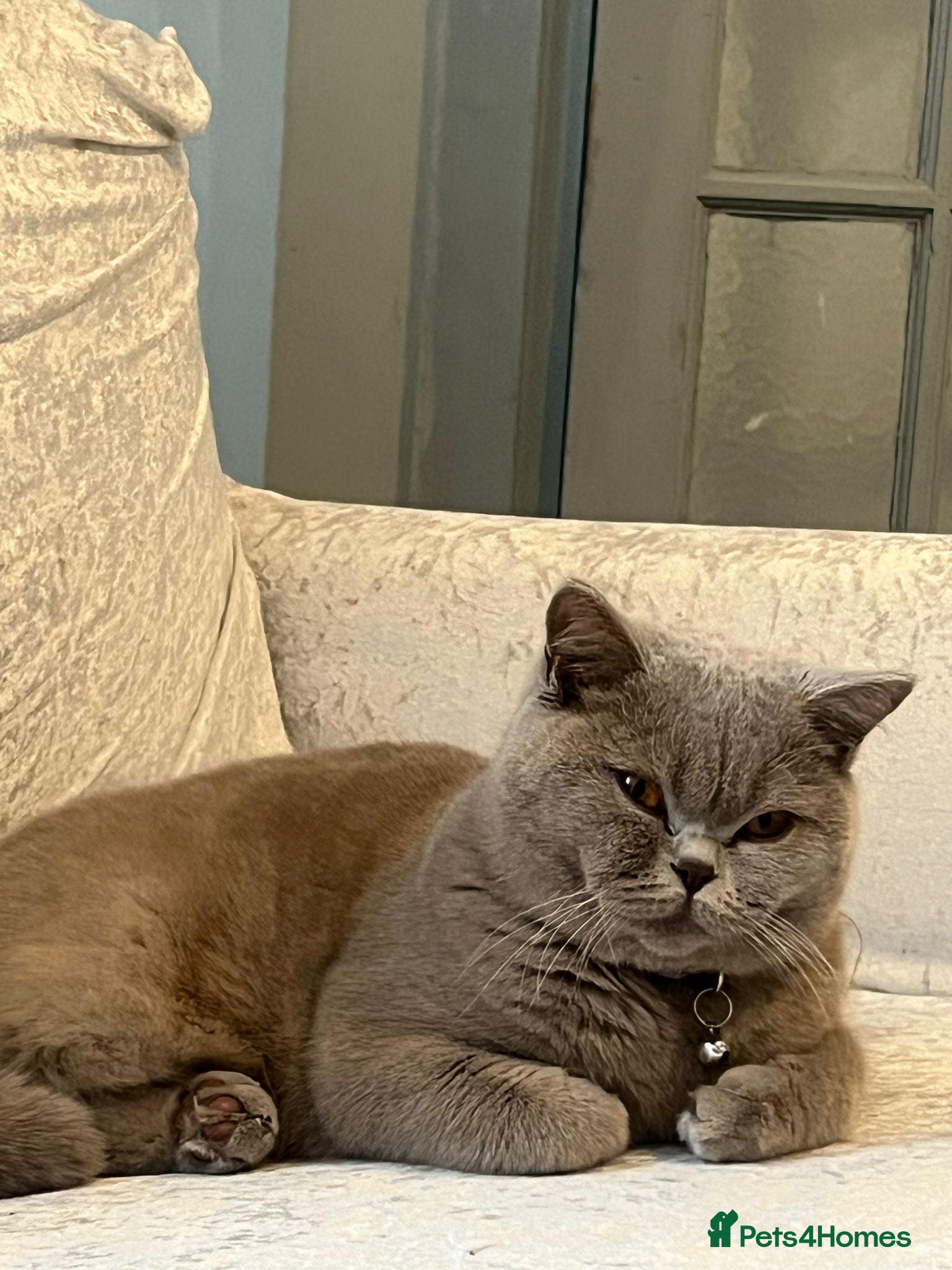 British Shorthair cats for sale: Laila  in Burton-on-Trent - Advert 2