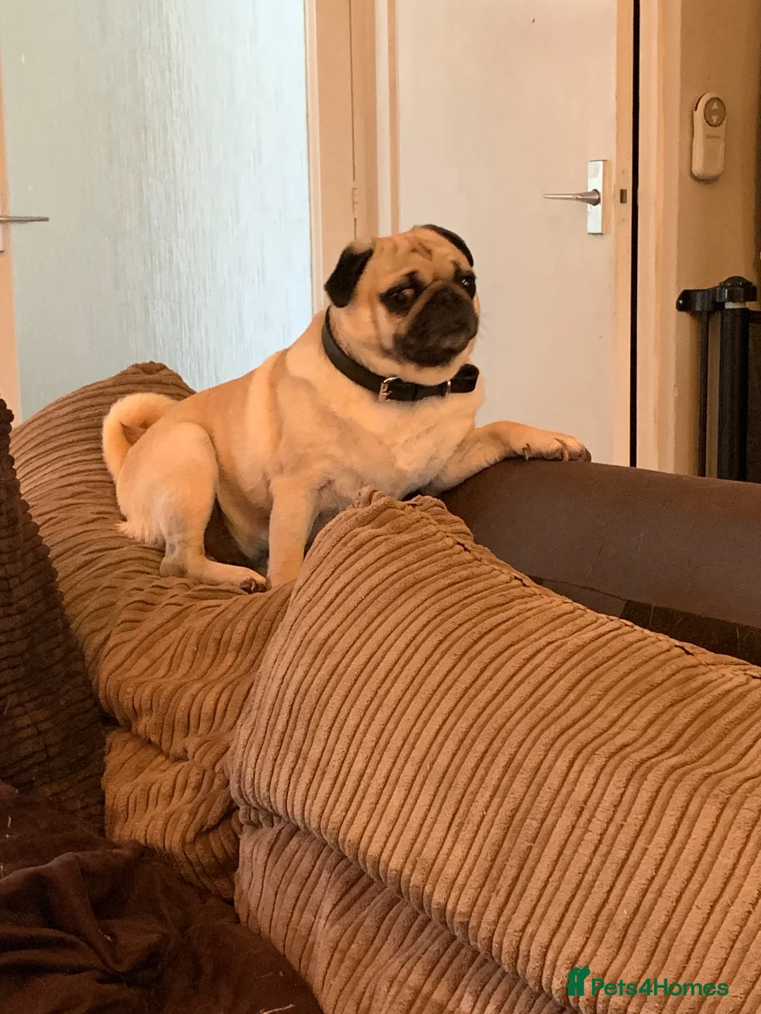 Pug dogs for sale: Pug for sale  - Advert 2