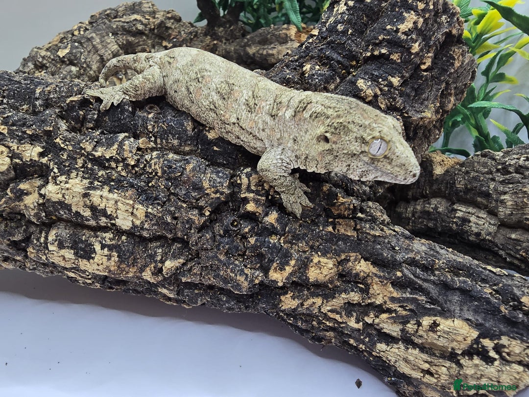 Gecko reptiles for sale: Leachianus & Crested Geckos Adults & Babies  - Advert 5