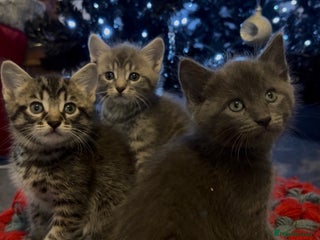 Domestic Shorthair cats Domestic shorthaired kittens - Advert 14