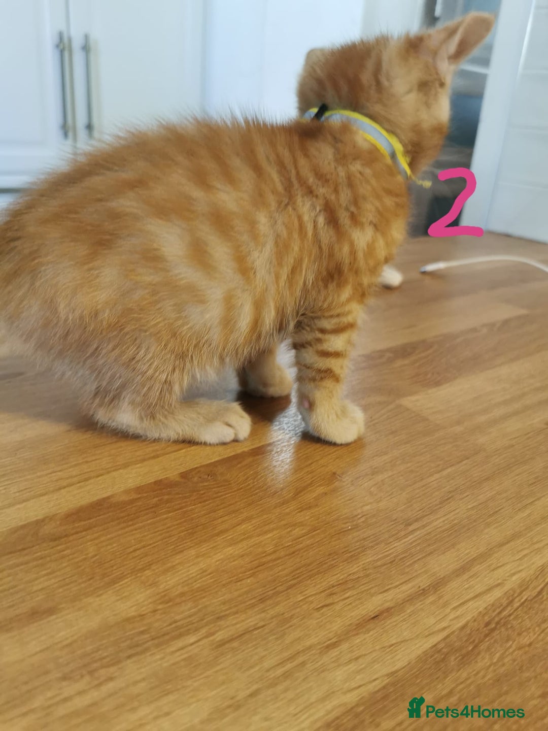 Mixed Breed cats for sale: Beautiful kittens ready now - Image 28