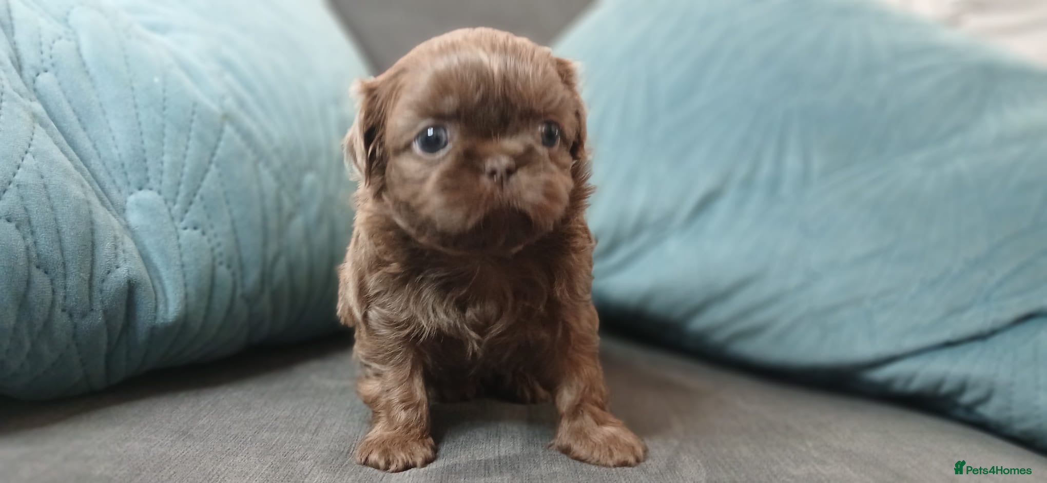 Shih Tzu dogs 2 TOP QUALITY BOYS GENUINE IMPERIALS - Advert 2