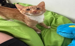 Mixed Breed cats for sale: The most beautiful kittens  in Wotton-under-Edge - Image 5