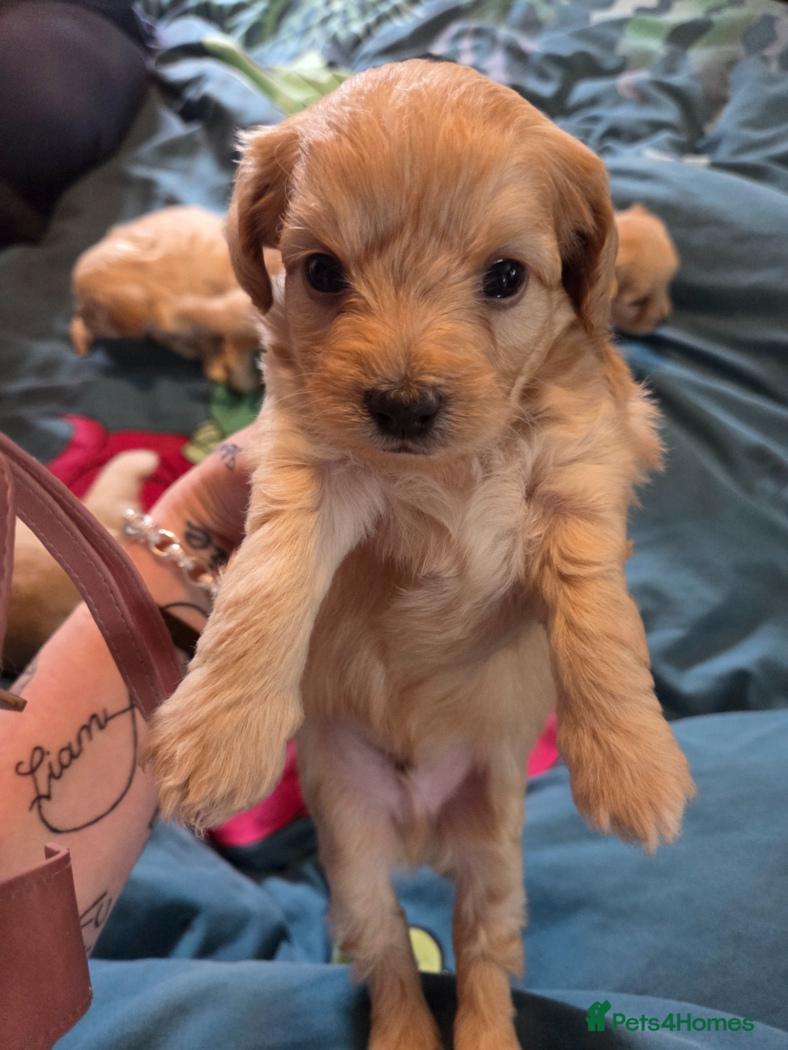 Chipoo dogs for sale:  Chihuahua x miniature poodles  in Leicester - Advert 25