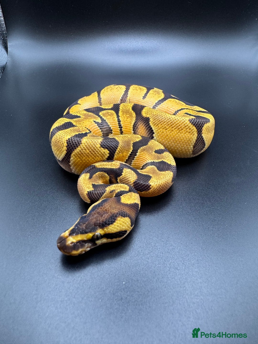 Python Snake reptiles for sale: Male Orange Dream Fire Enchi Het Hypo - Advert 3