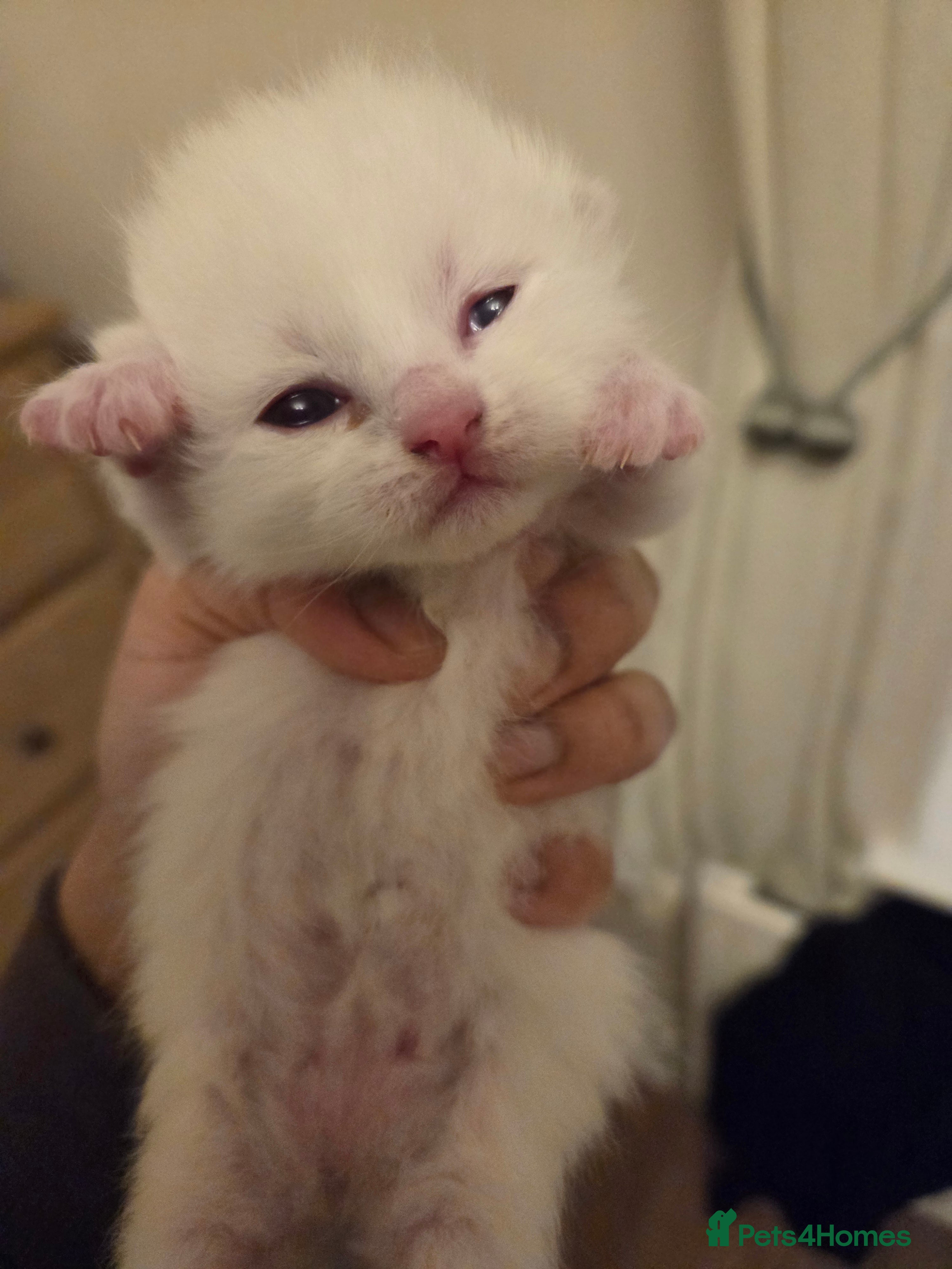 Mixed Breed cats Ragdoll x Siberian/Persian kittens  - Advert 5