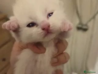 Mixed Breed cats Ragdoll x Siberian/Persian kittens - Advert 5