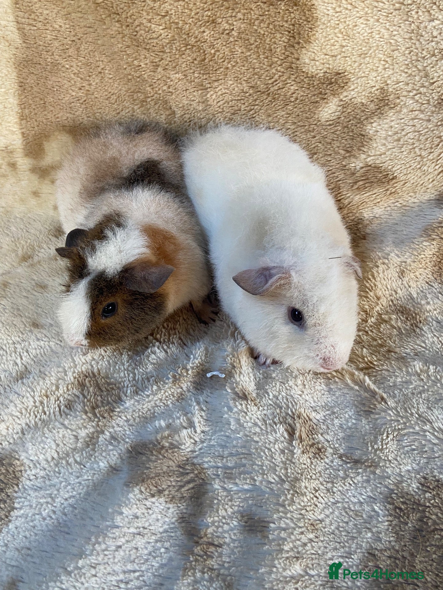 Guinea Pig rodents for sale: For Sale Baby Male Teddy Guinea Pigs  - Advert 1
