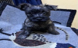 Cairn Terrier dogs for sale: Adorable Cairn Terrier Puppies - Image 15