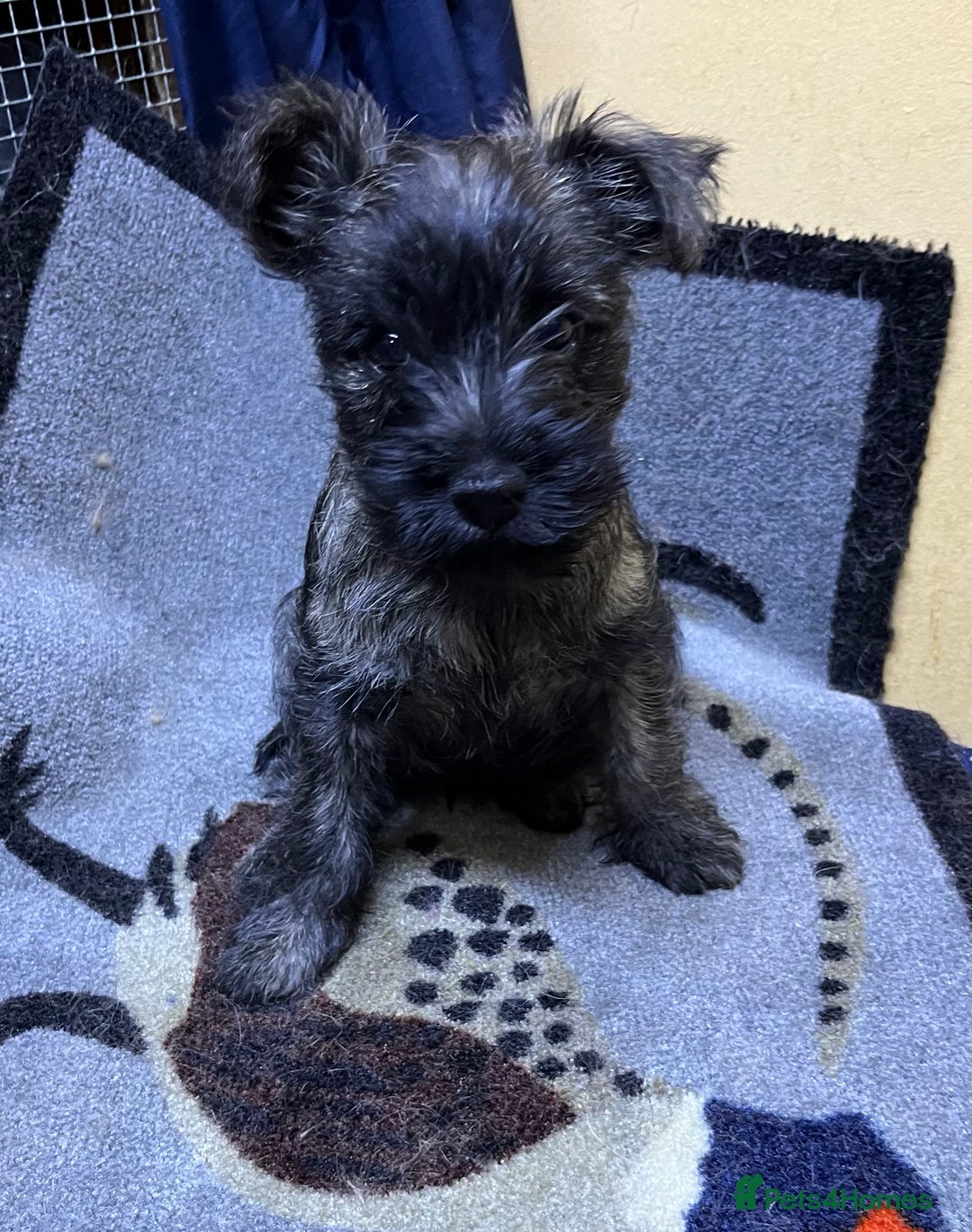 Cairn Terrier dogs for sale: Adorable Cairn Terrier Puppies - Image 15