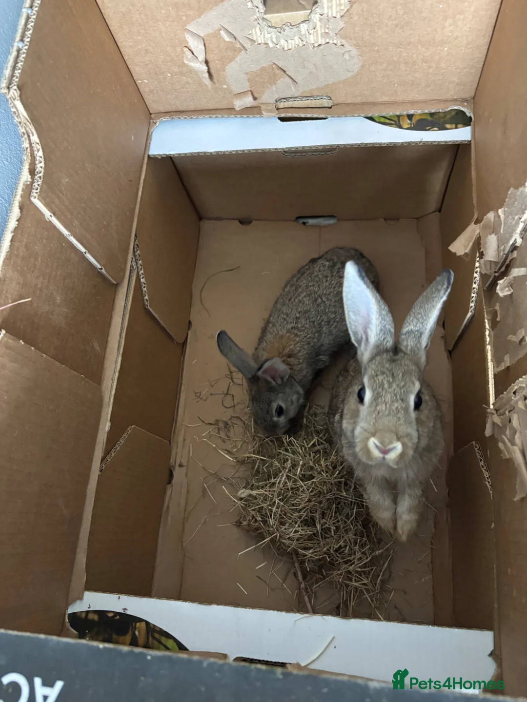 Continental Giant rabbits for sale: Rabbits  - Advert 2