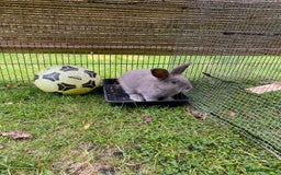 Mixed Breed rabbits for sale: Male mini lop x - Image 2