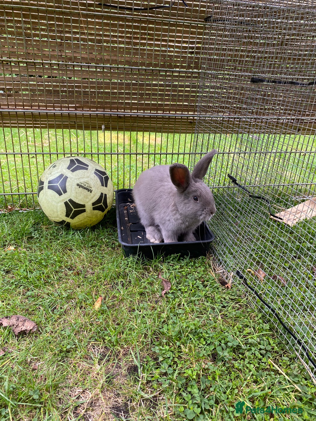 Mixed Breed rabbits for sale: Male mini lop x - Image 2