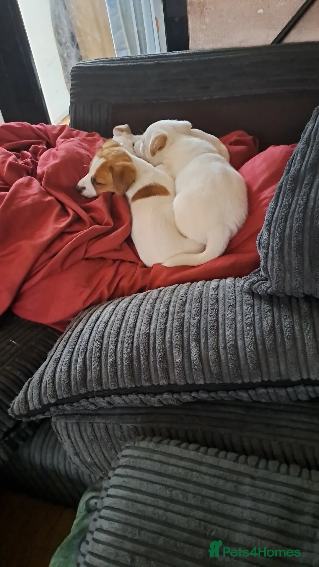 Jack Russell dogs for sale: Jack Russell's  - Advert 2