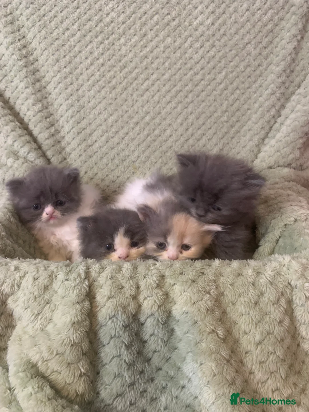 Persian cats for sale: Rainbow Persian kittens READY 14Th FEBRUARY  - Advert 1