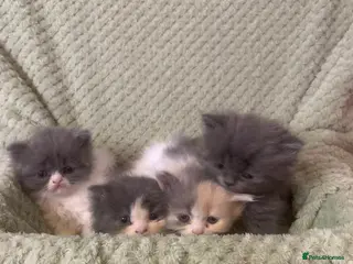 Persian cats Rainbow Persian kittens READY 14Th FEBRUARY - Advert 1