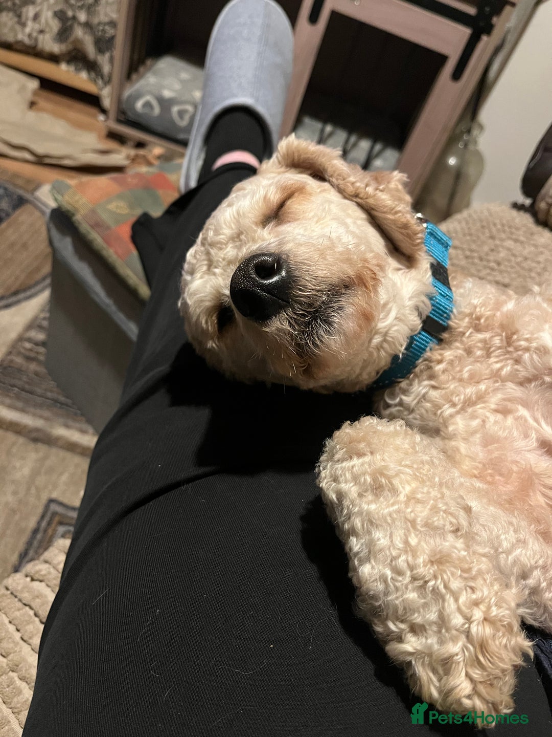 Mixed Breed dogs for sale: Gorgeous, friendly Cavapoochon - Advert 3