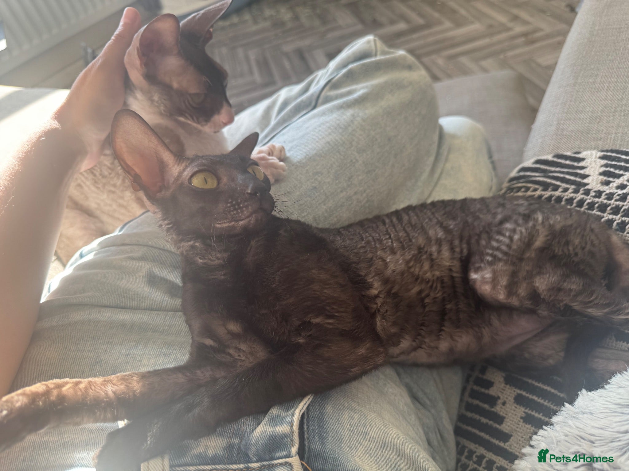 Cornish Rex cats Champion Cornish Rex girls - Advert 7