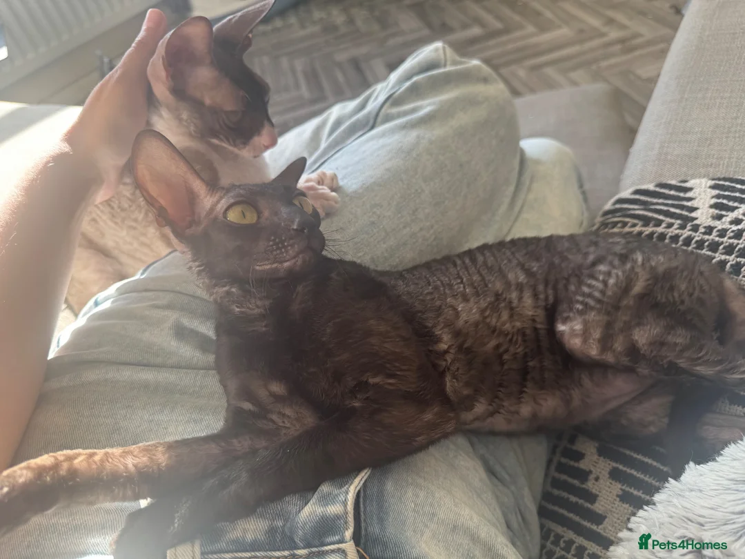 Cornish Rex cats for sale: Champion Cornish Rex girls in Stamford - Advert 1