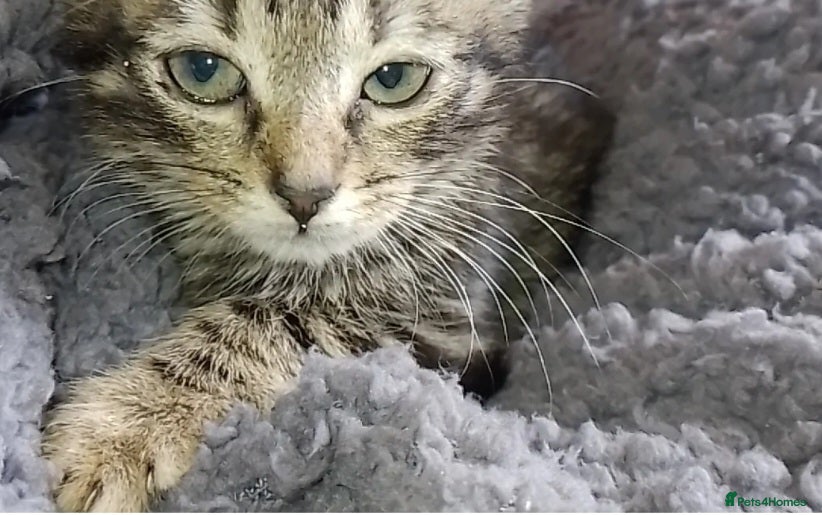Mixed Breed cats Lovely kittens looking for forever home - Advert 16