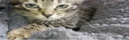 Mixed Breed cats for sale: Lovely kittens looking for forever home - Advert 1