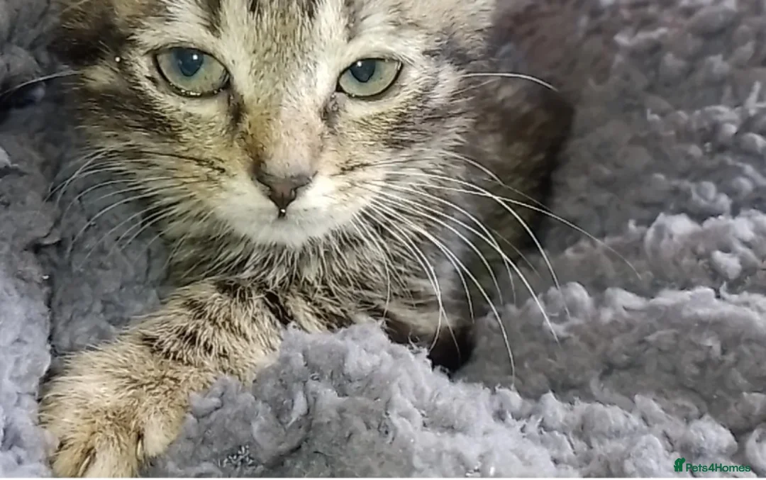 Mixed Breed cats for sale: Lovely kittens looking for forever home - Advert 1