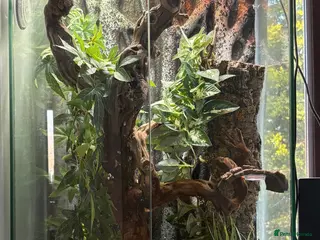 Gecko reptiles Gargoyle Gecko - Advert 6