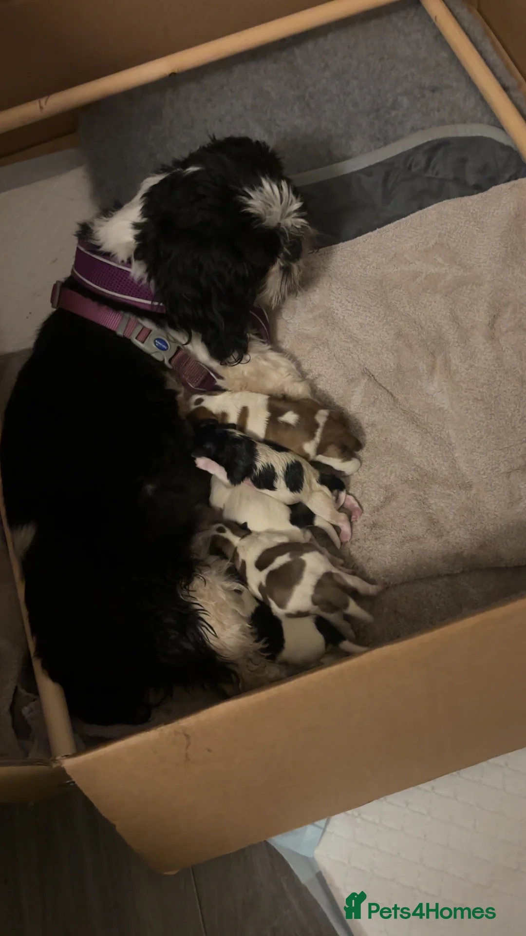 Malshi dogs for sale: Malshi puppies - Advert 1